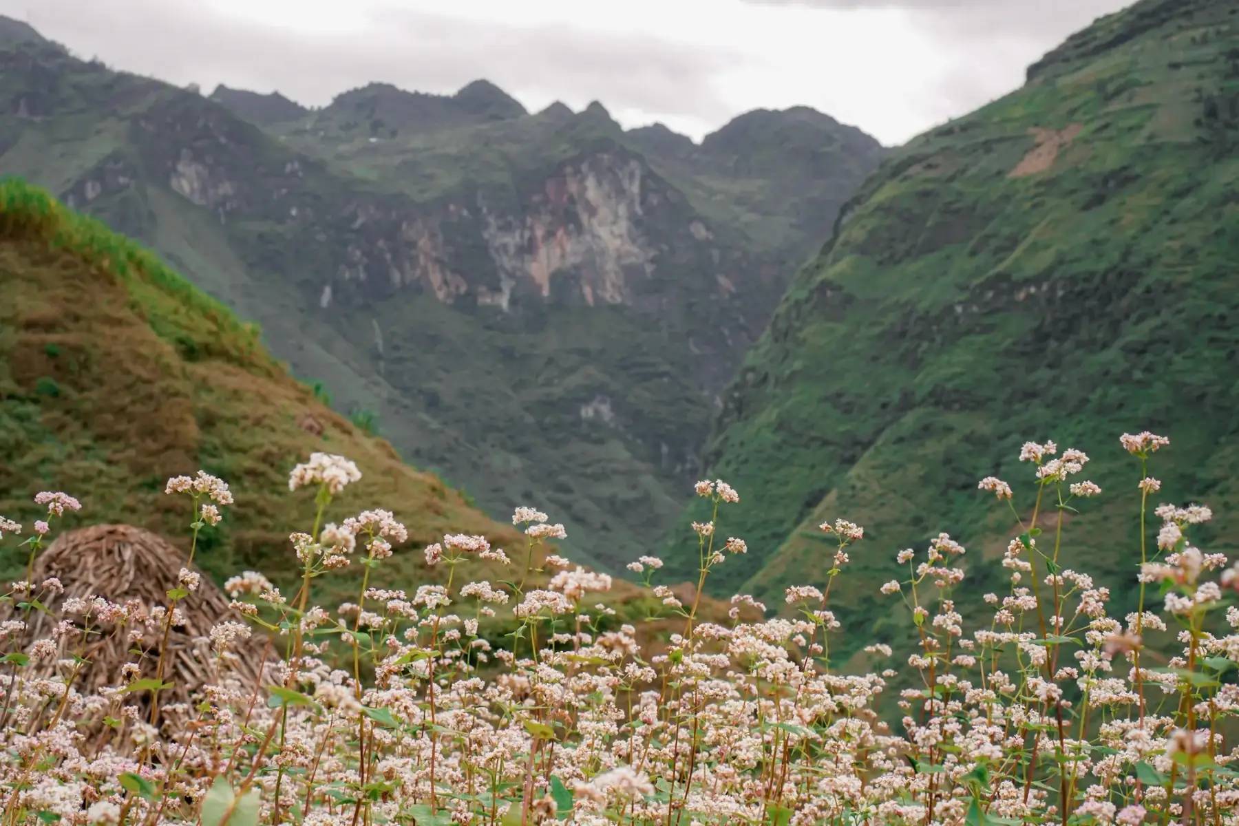 A field of buckwheat flowers below the mountains in Ha Giang