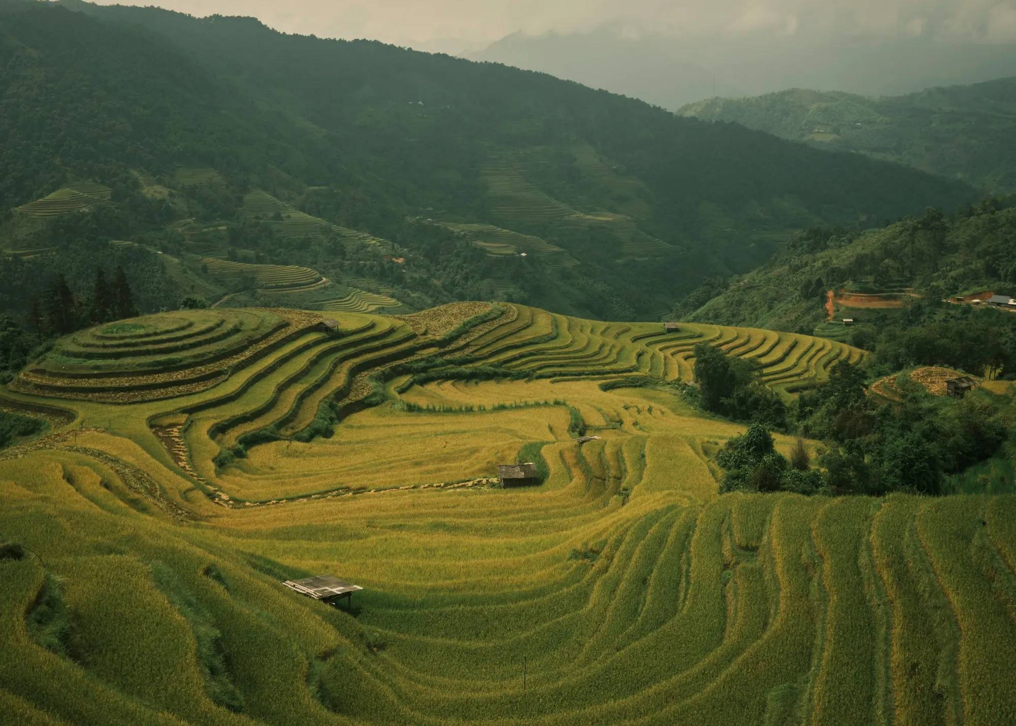 Golden rice terraces from above in Hoang Su Phi