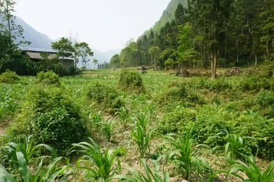 Green fields near Pho Bang