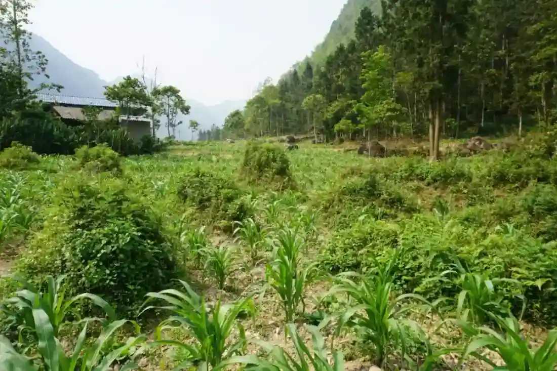 Green fields near Pho Bang