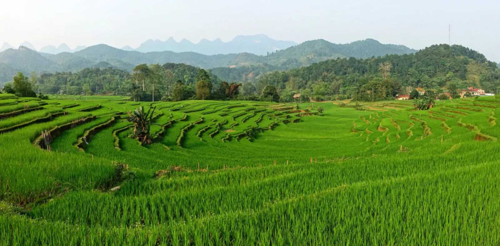 Rice terraces near Thon Tha village