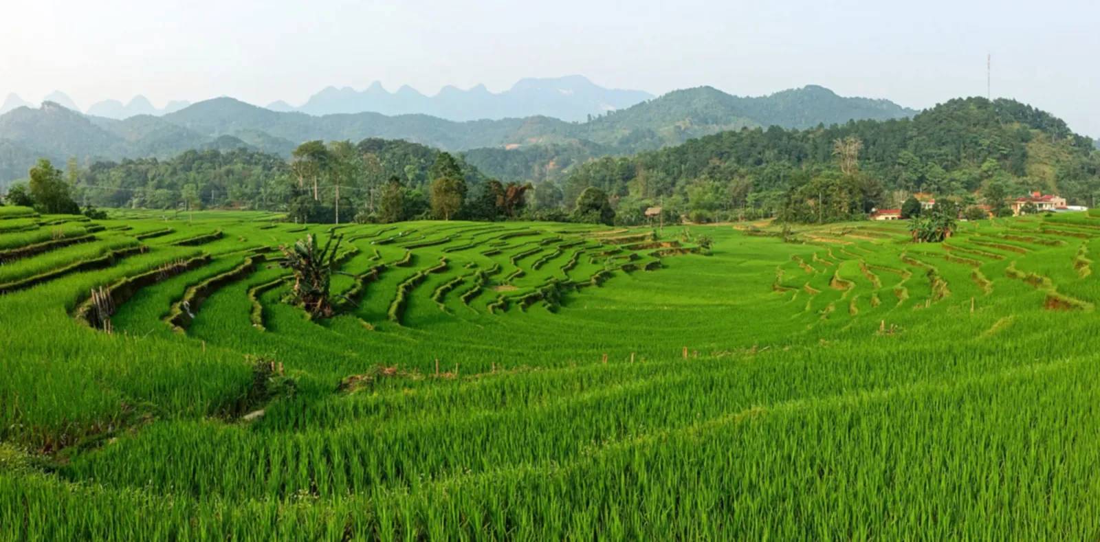 Rice terraces near Thon Tha village