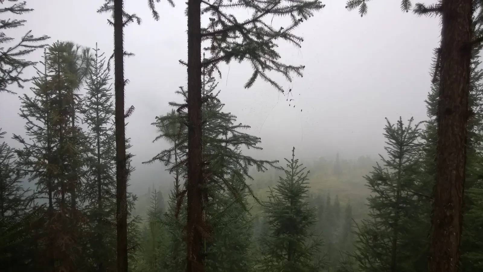 Tall pines on a misty day in the Yen Minh forest